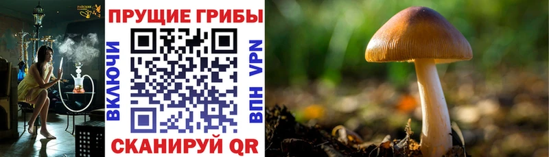 Купить закладки  Короча  Галлюциногенные грибы Psilocybine cubensis 